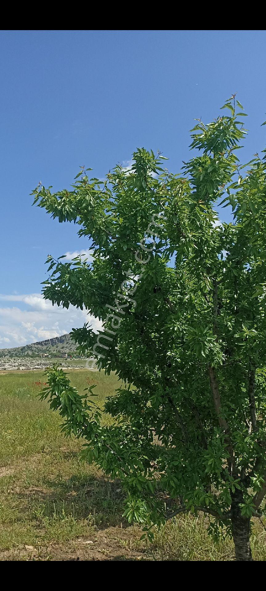 Fırsat!!! Turistik Hilar Mağaraları Ve Çayönü Tepesi Mevkiinde Satılık Badem Bahçesi - Görsel 31