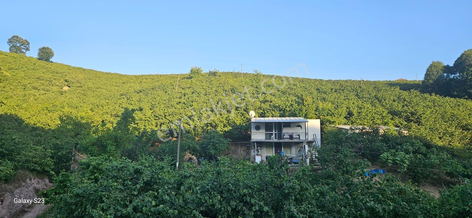 Sakarya Hendek Dereköy Satılık Fındık Bahçesi - Görsel 3