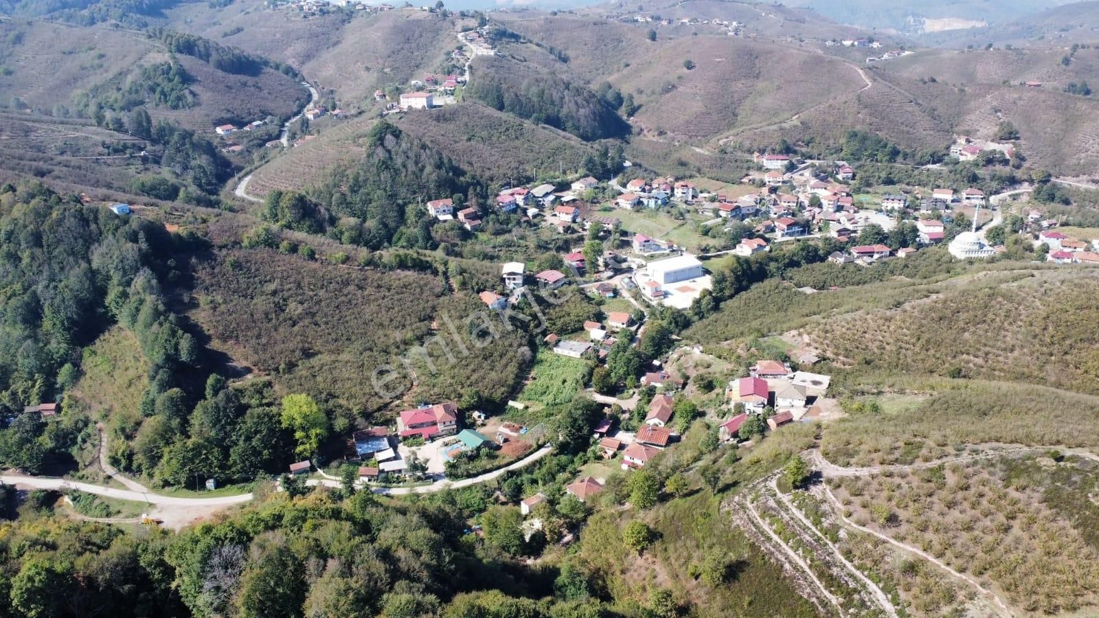 Sakarya Hendek Dereköy Satılık Fındık Bahçesi - Görsel 7