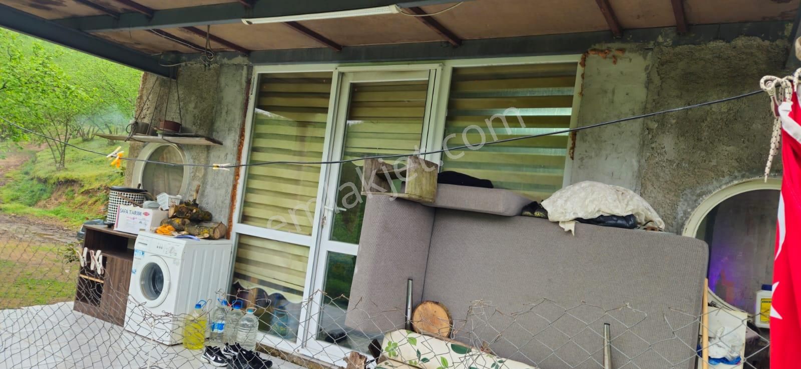 Sakarya Hendek Dereköy Satılık Fındık Bahçesi - Görsel 4