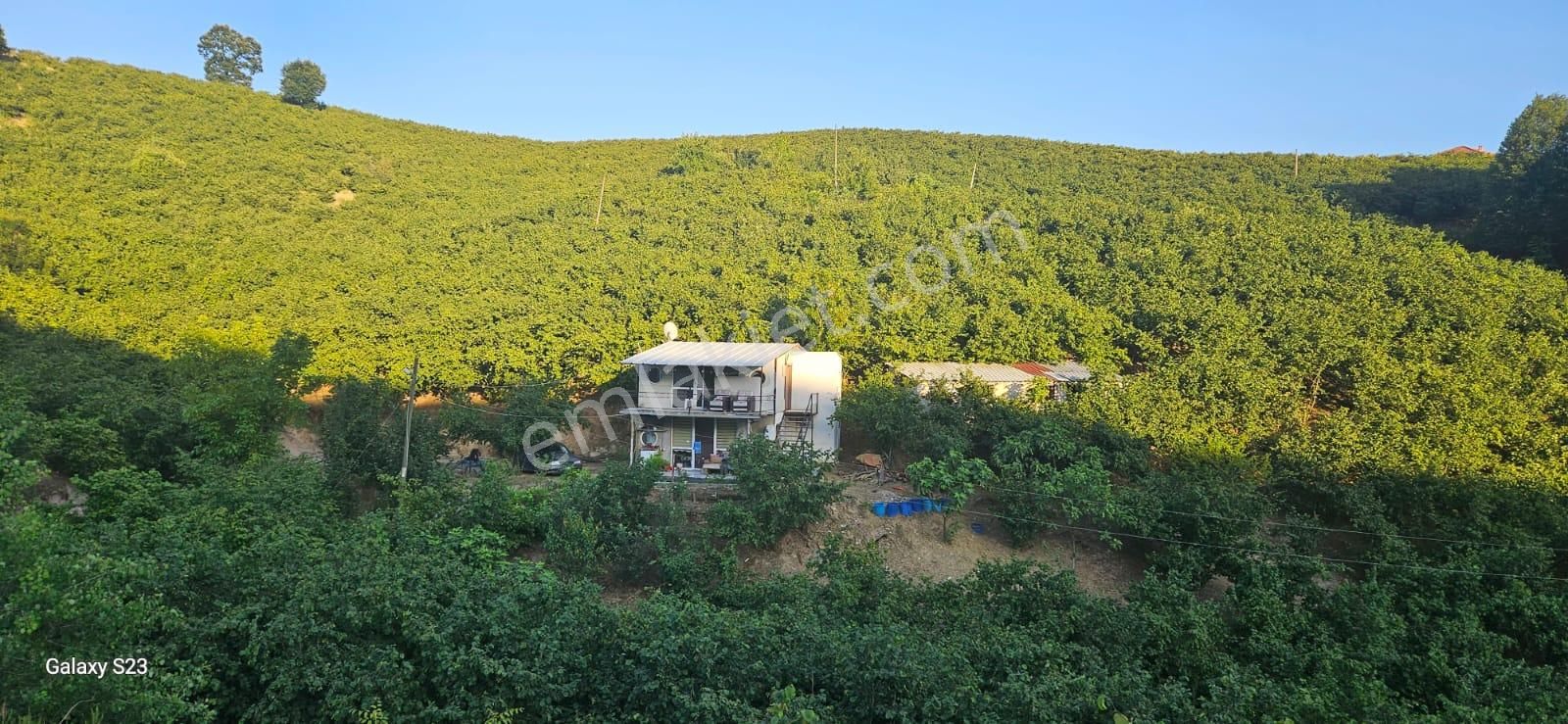 Sakarya Hendek Dereköy Satılık Fındık Bahçesi - Görsel 2