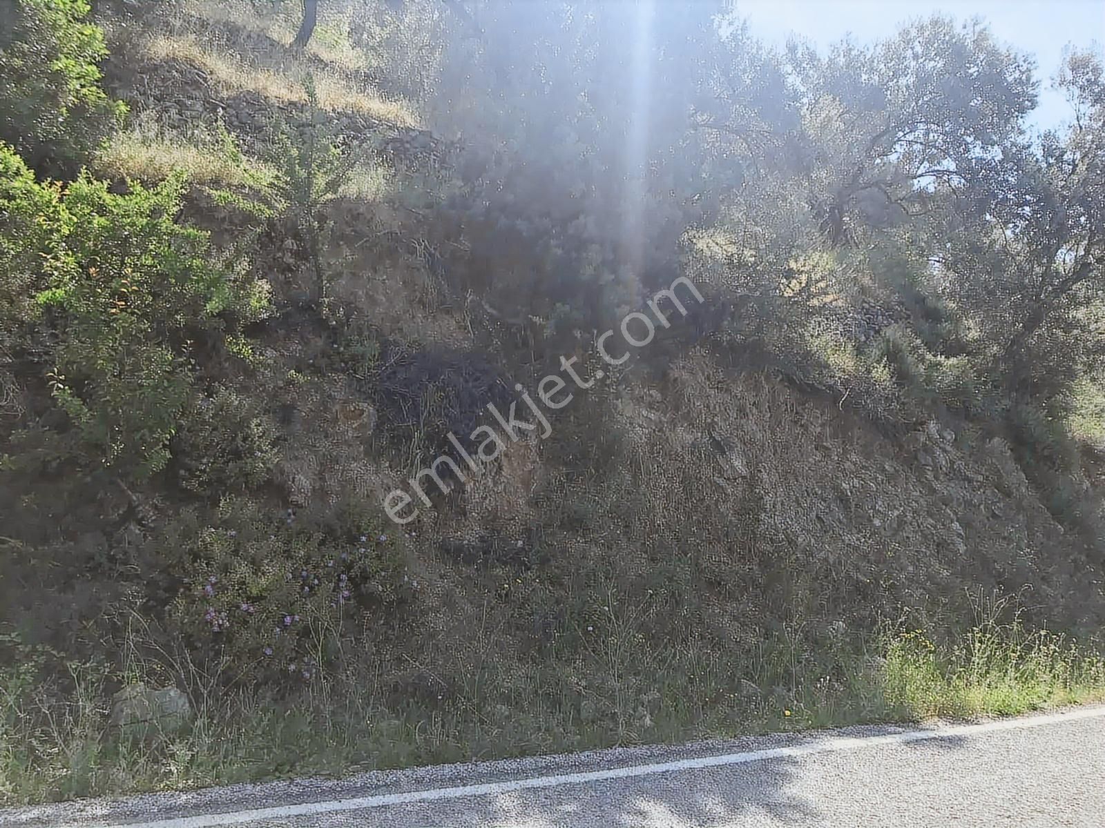 Altınolukta Asfalta Cephe 15.700 Metrekare Zeytinlik - Görsel 7