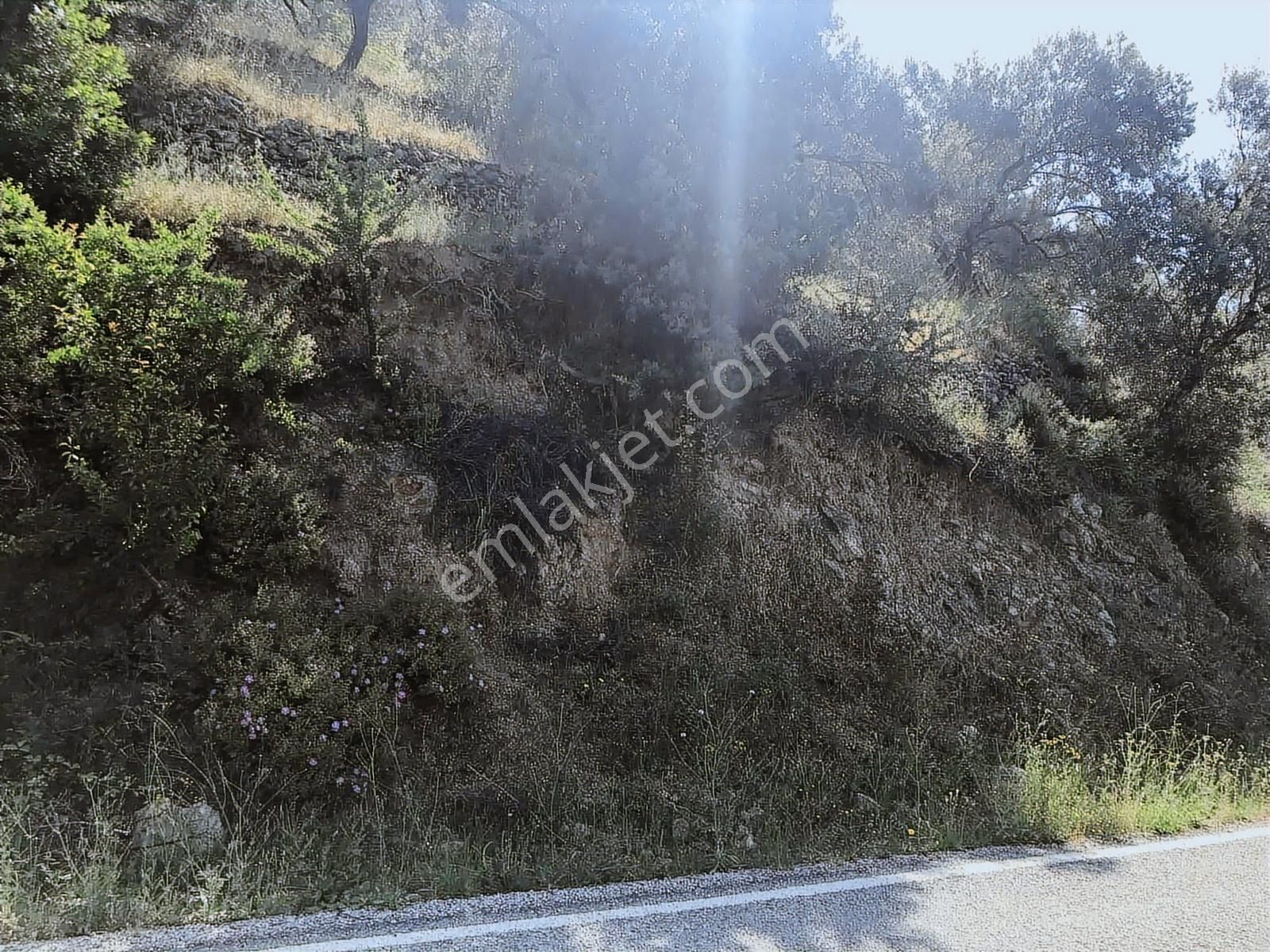 Altınolukta Asfalta Cephe 15.700 Metrekare Zeytinlik - Görsel 8
