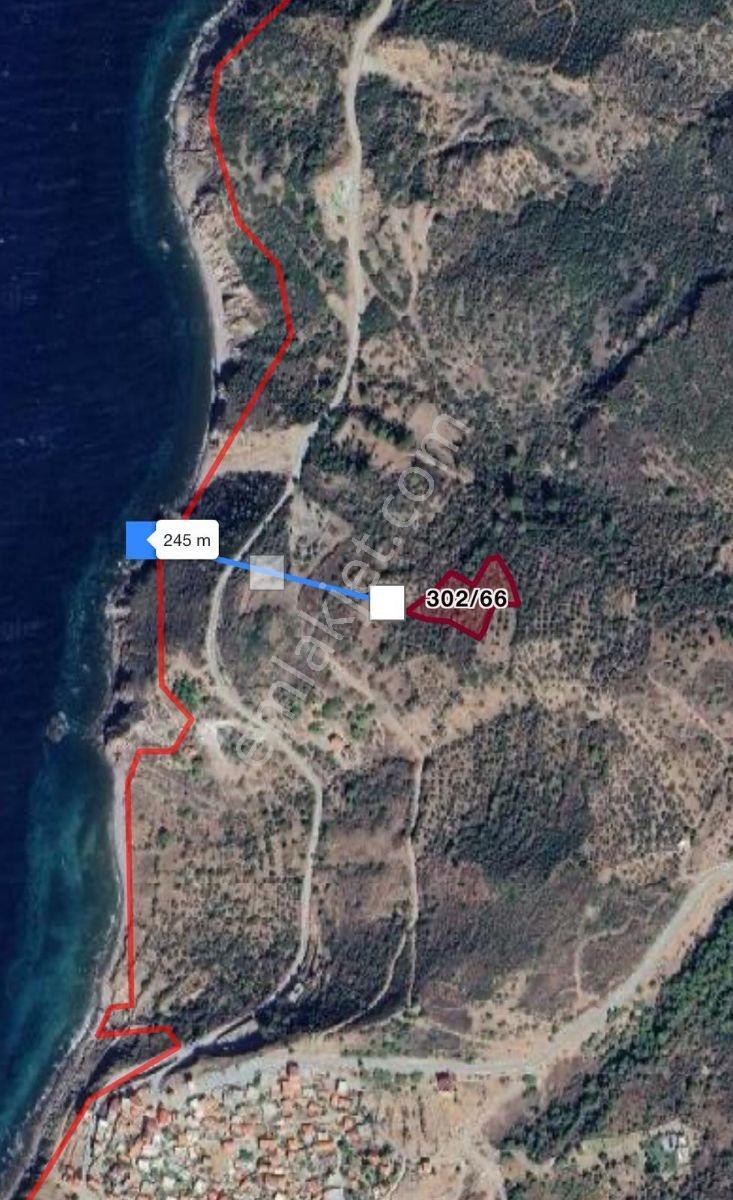 Eu Gayrimenkul'den Denize Yakın 4 Dönüm Zeytinlik - Görsel 4