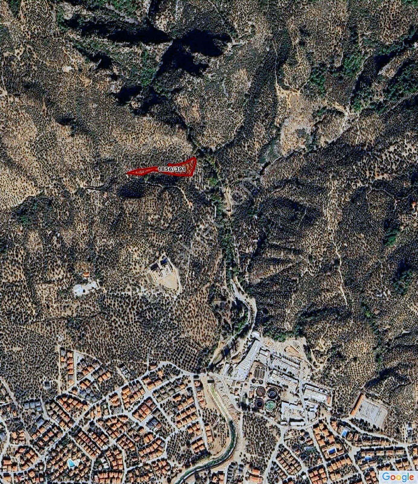 Kadastral Yolu Bulunan Manzaralı 5700 Metrekare Zeytinlik - Görsel 4