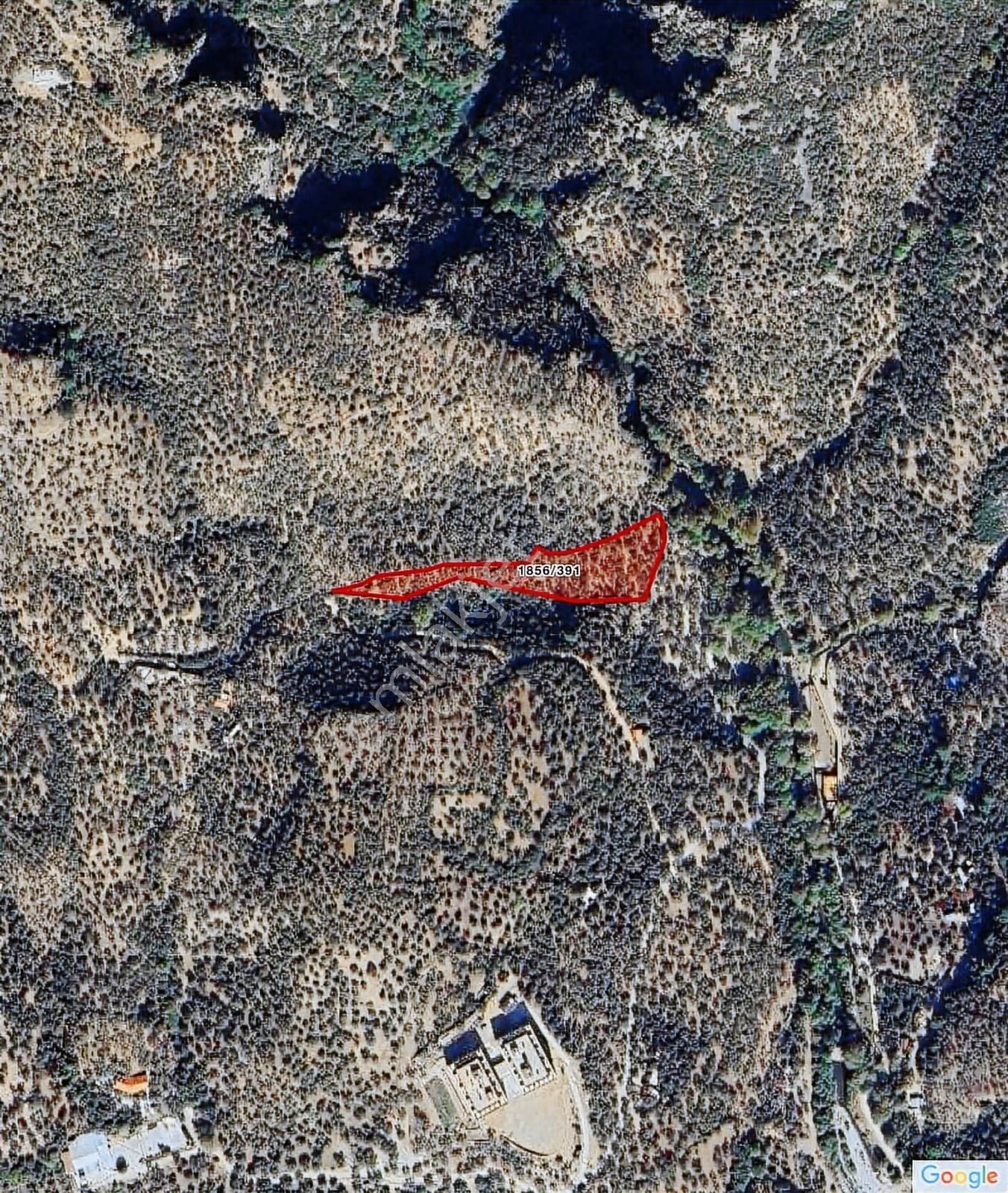 Kadastral Yolu Bulunan Manzaralı 5700 Metrekare Zeytinlik - Görsel 2