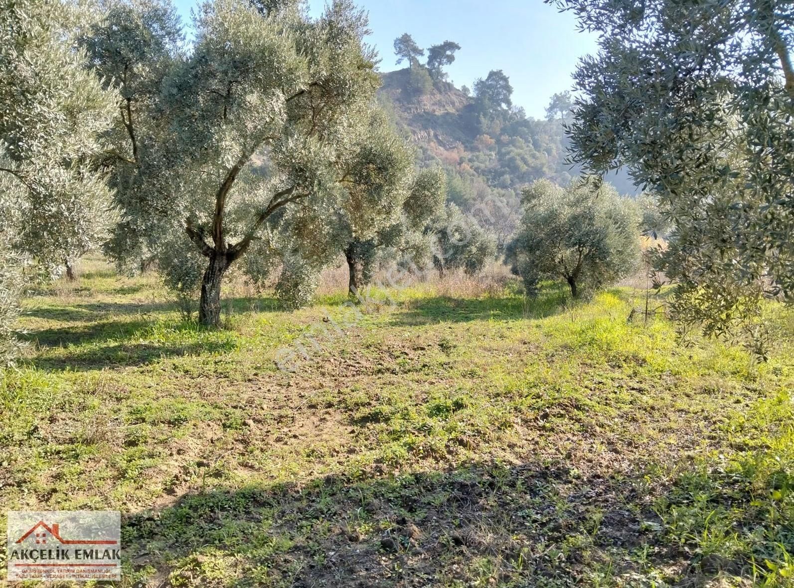 Aydın İncirliova Arzular Satılık Tarla