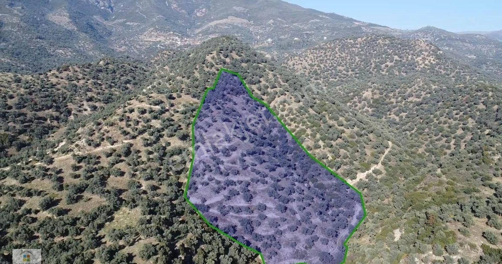 Aydın Sultanhisar Kavaklı Mahallesinde Satılık 9117 M² Zeytinlik - Görsel 9