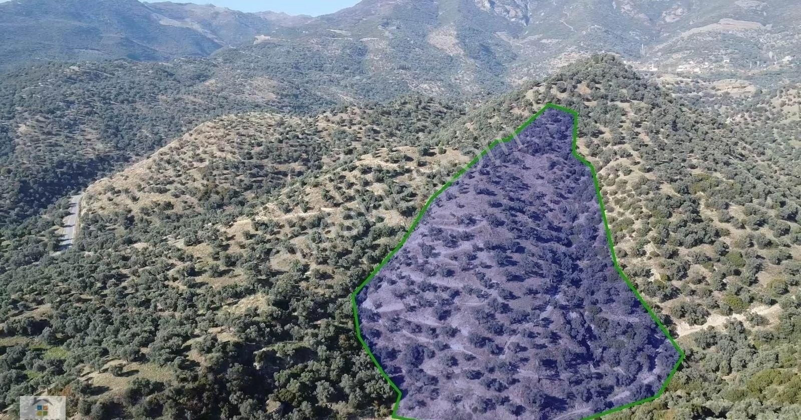 Aydın Sultanhisar Kavaklı Mahallesinde Satılık 9117 M² Zeytinlik - Görsel 2