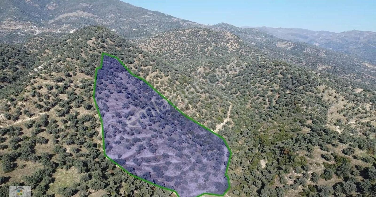 Aydın Sultanhisar Kavaklı Mahallesinde Satılık 9117 M² Zeytinlik - Görsel 4