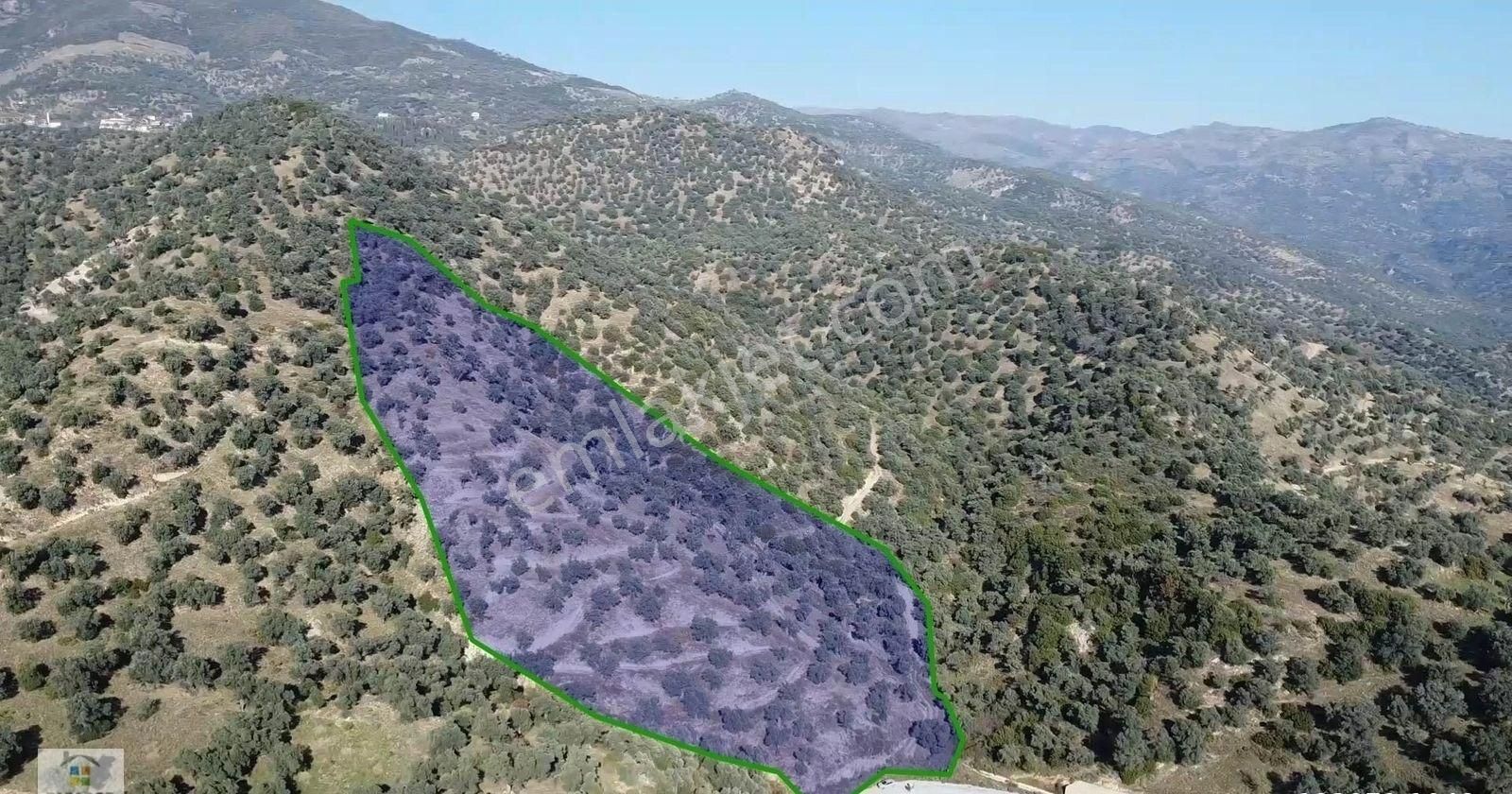 Aydın Sultanhisar Kavaklı Mahallesinde Satılık 9117 M² Zeytinlik - Görsel 8