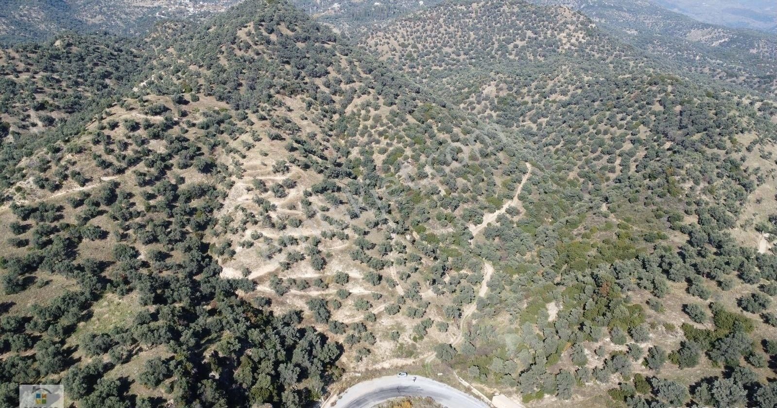 Aydın Sultanhisar Kavaklı Mahallesinde Satılık 9117 M² Zeytinlik - Görsel 5