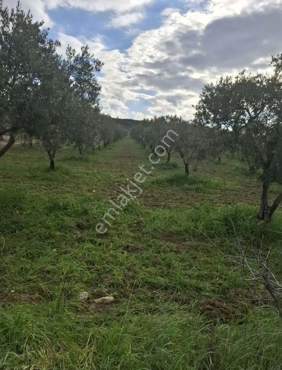 Foça Gerenköyde 4000 M2 Tek Tapu Zeytinlik Satıliktır - Görsel 22