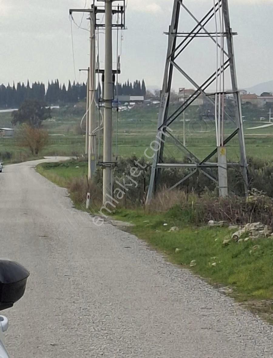 Foça Gerenköyde 4000 M2 Tek Tapu Zeytinlik Satıliktır - Görsel 3