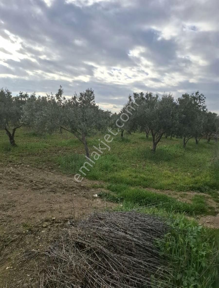 Foça Gerenköyde 4000 M2 Tek Tapu Zeytinlik Satıliktır - Görsel 28