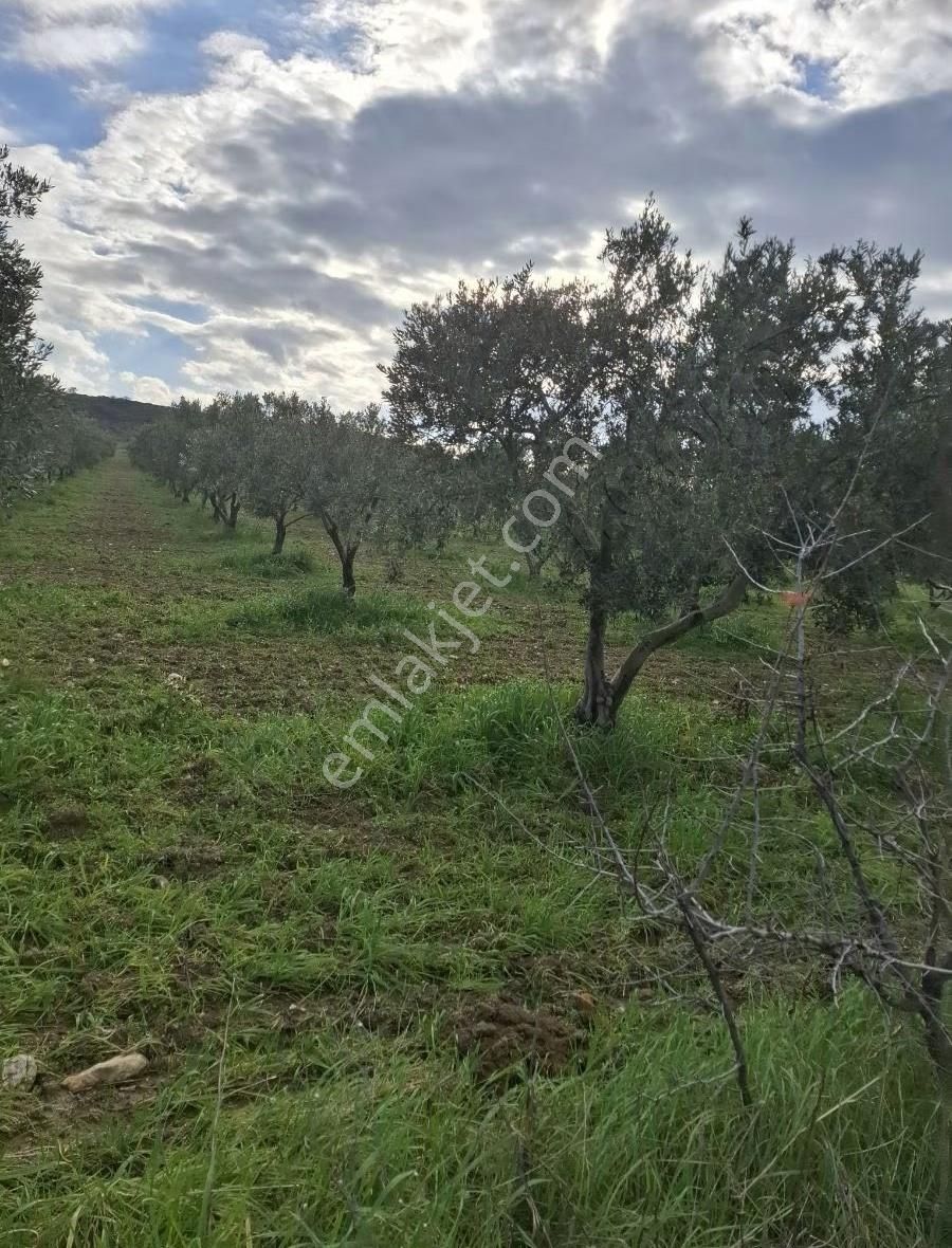 Foça Gerenköyde 4000 M2 Tek Tapu Zeytinlik Satıliktır - Görsel 14