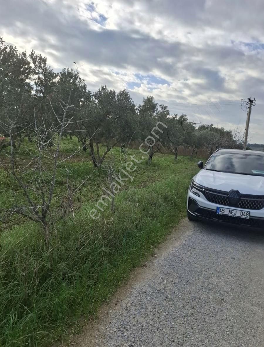 Foça Gerenköyde 4000 M2 Tek Tapu Zeytinlik Satıliktır - Görsel 24