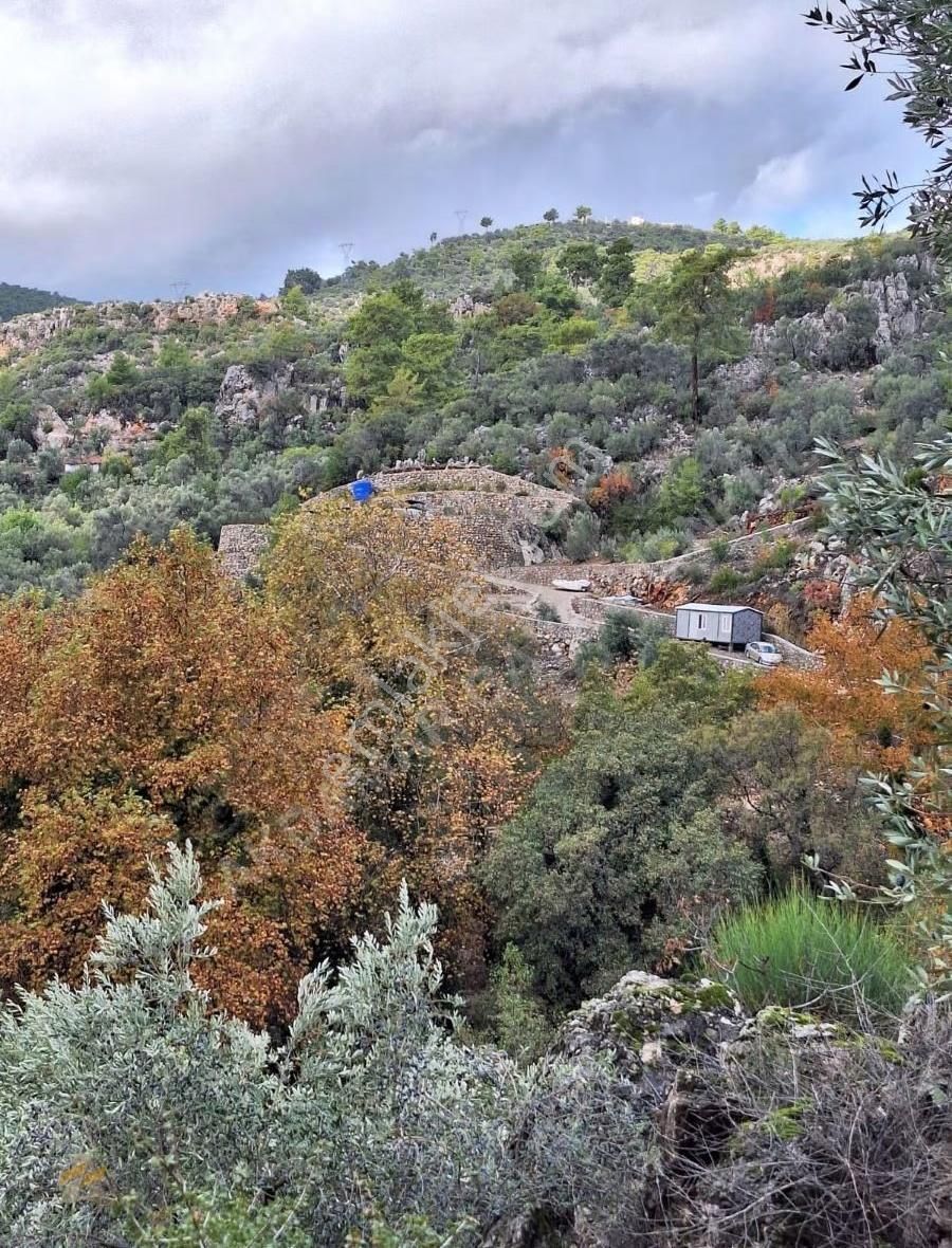 Yatırım İçin Eşsiz Zeytinlik Alanı - Görsel 5
