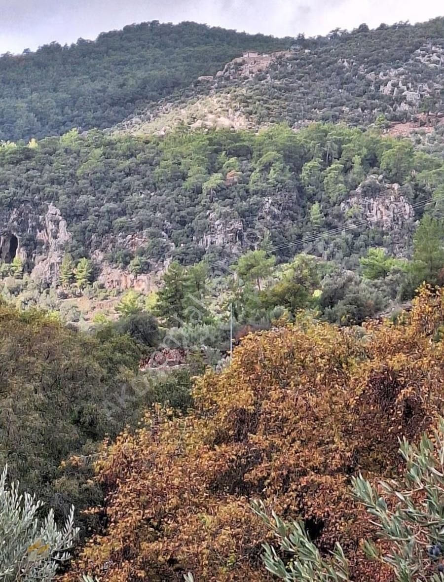 Yatırım İçin Eşsiz Zeytinlik Alanı - Görsel 16