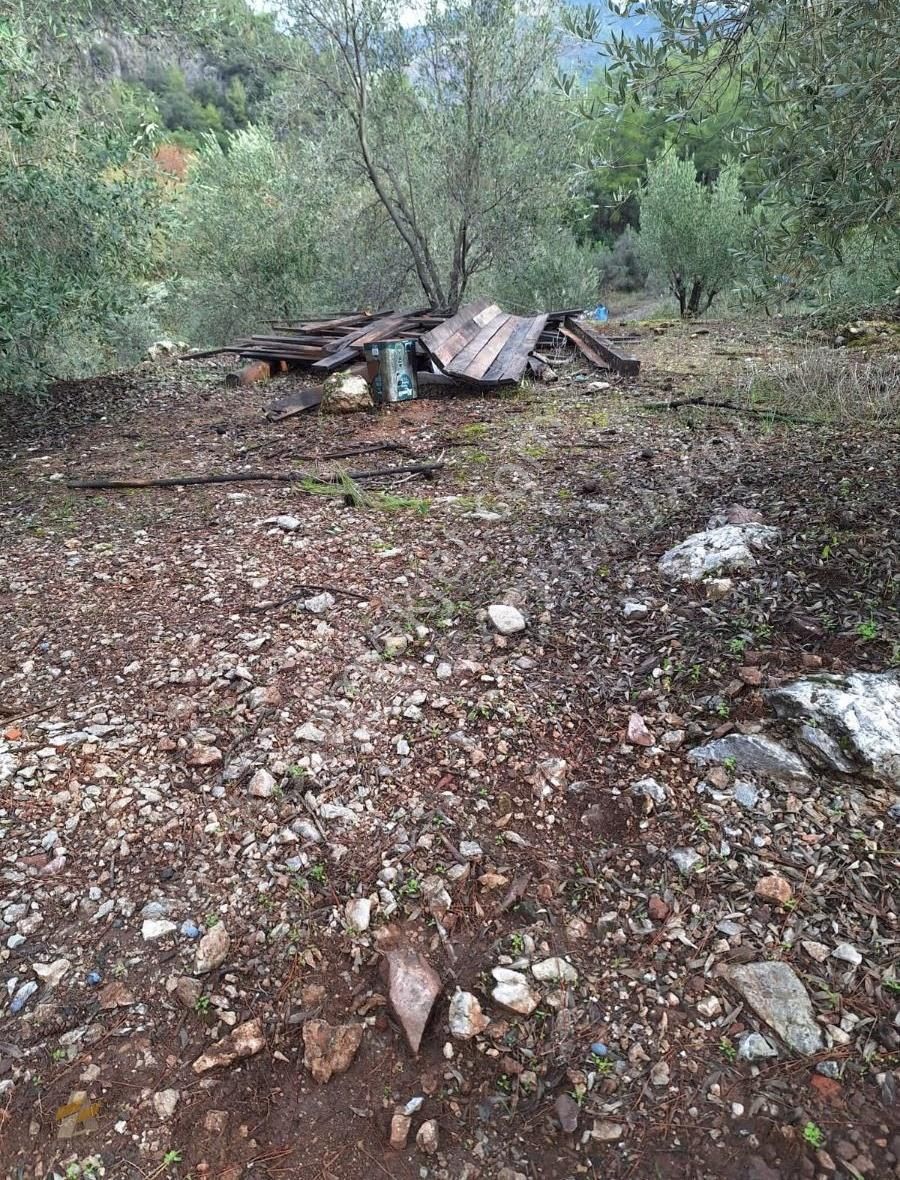 Yatırım İçin Eşsiz Zeytinlik Alanı - Görsel 22