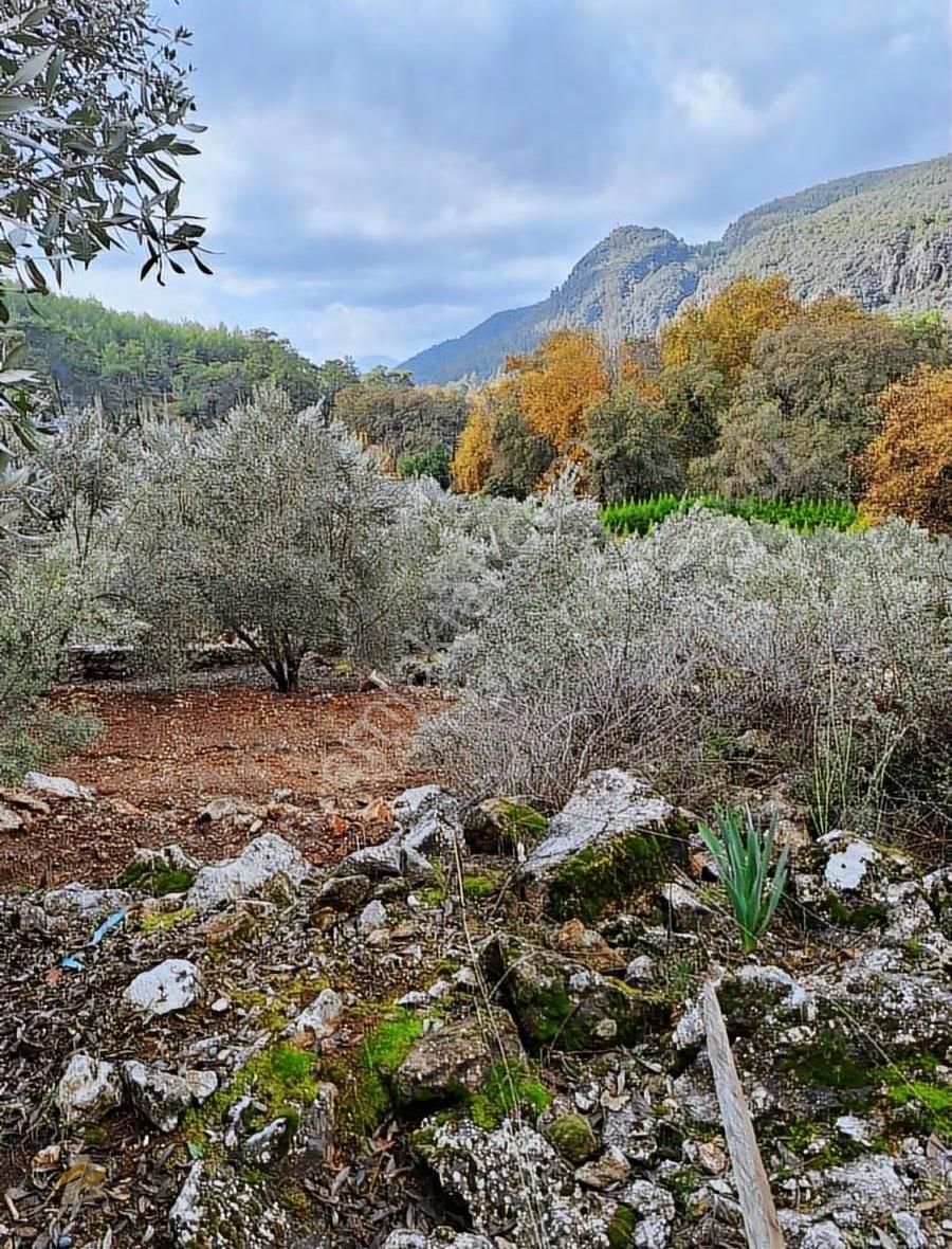 Yatırım İçin Eşsiz Zeytinlik Alanı - Görsel 8