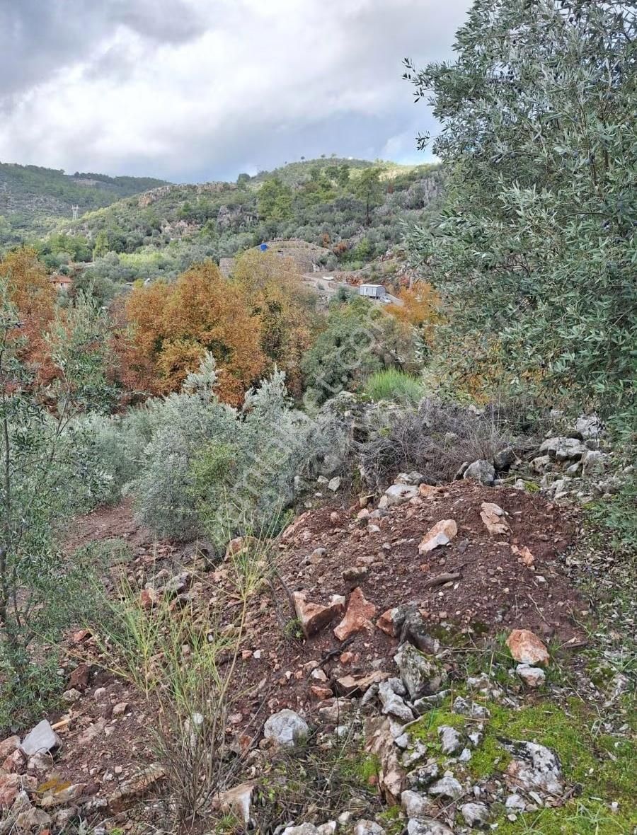 Yatırım İçin Eşsiz Zeytinlik Alanı - Görsel 2