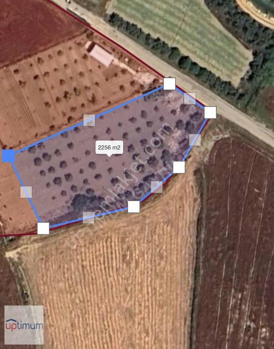 Çenger Mahallesinde Taksim Sözleşmeli Fırsat Tarlamız Satışta - Görsel 2