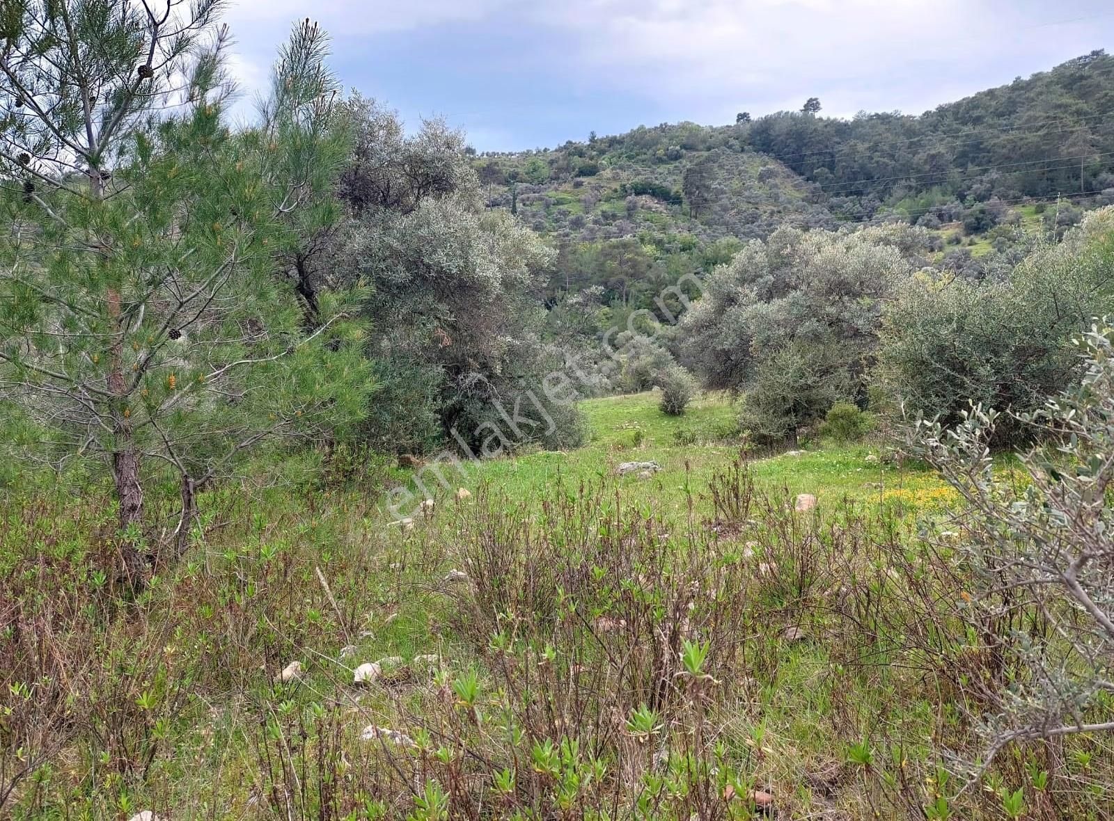 Yıldırım Mühendislik'ten Ören / Bayır Mah." 2.300 M2 "zeytinlik - Görsel 7