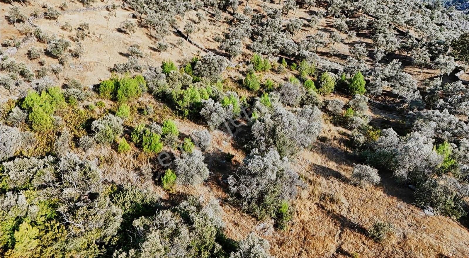 Yıldırım Mühendislik'ten Ören / Bayır Mah." 2.300 M2 "zeytinlik - Görsel 8