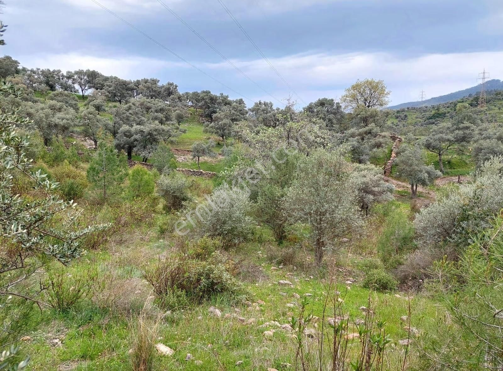 Yıldırım Mühendislik'ten Ören / Bayır Mah." 2.300 M2 "zeytinlik - Görsel 11