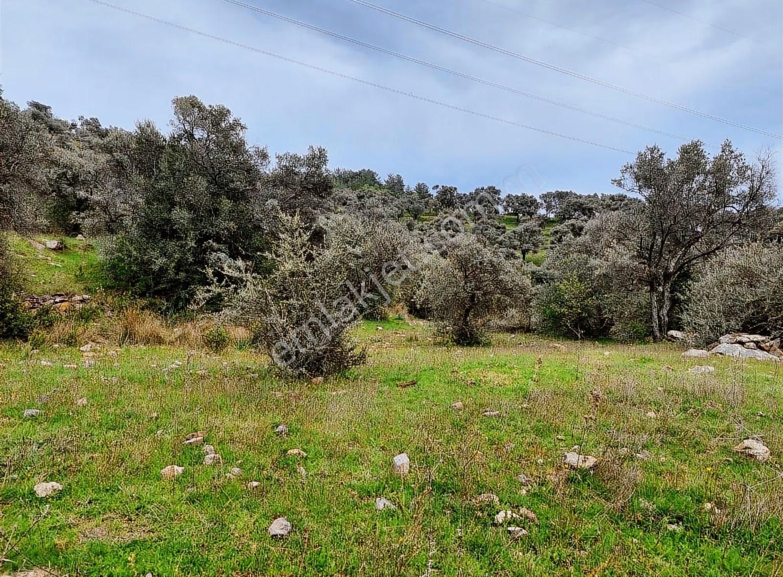 Yıldırım Mühendislik'ten Ören / Bayır Mah." 2.300 M2 "zeytinlik