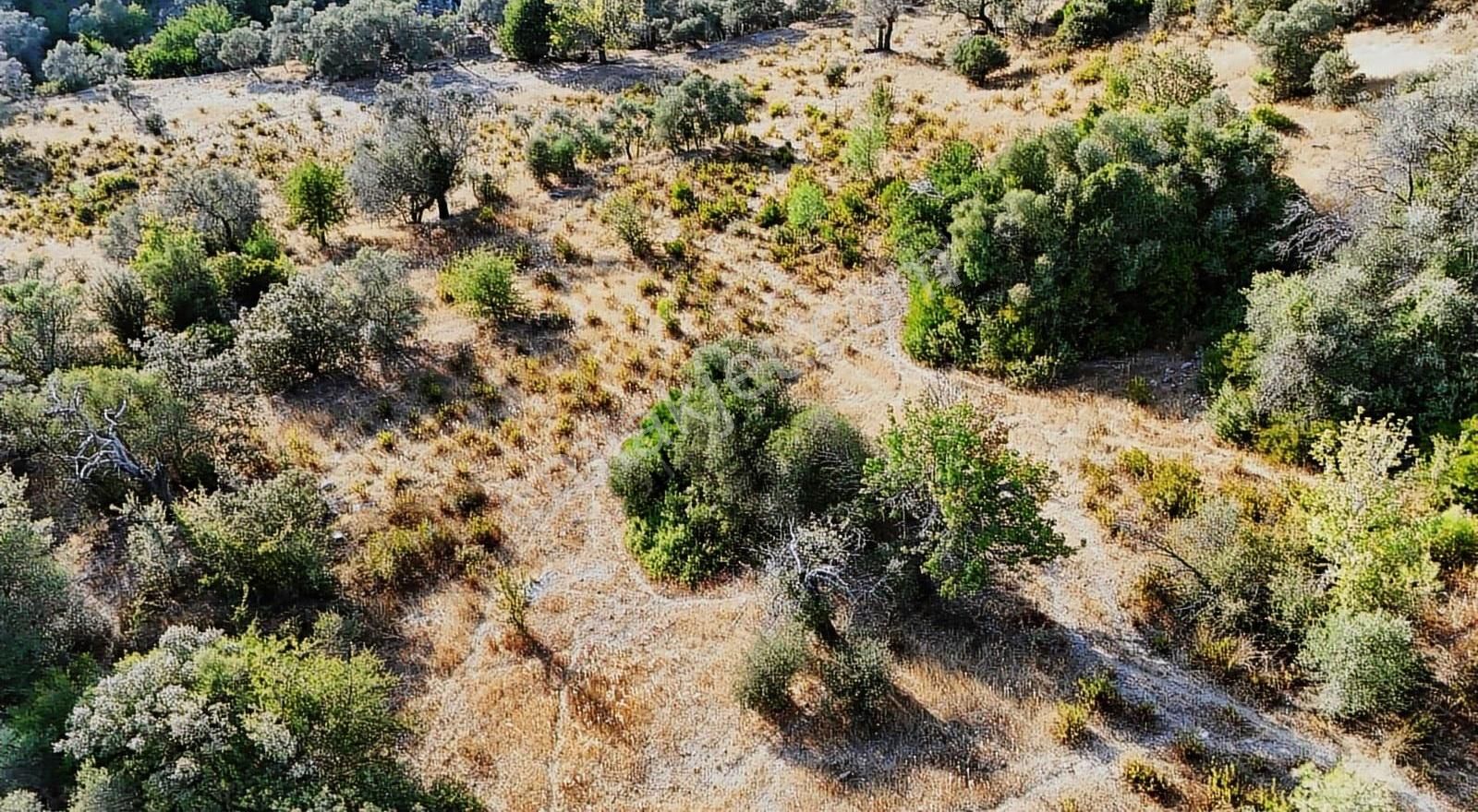 Yıldırım Mühendislik'ten Ören / Bayır Mah." 2.300 M2 "zeytinlik - Görsel 6