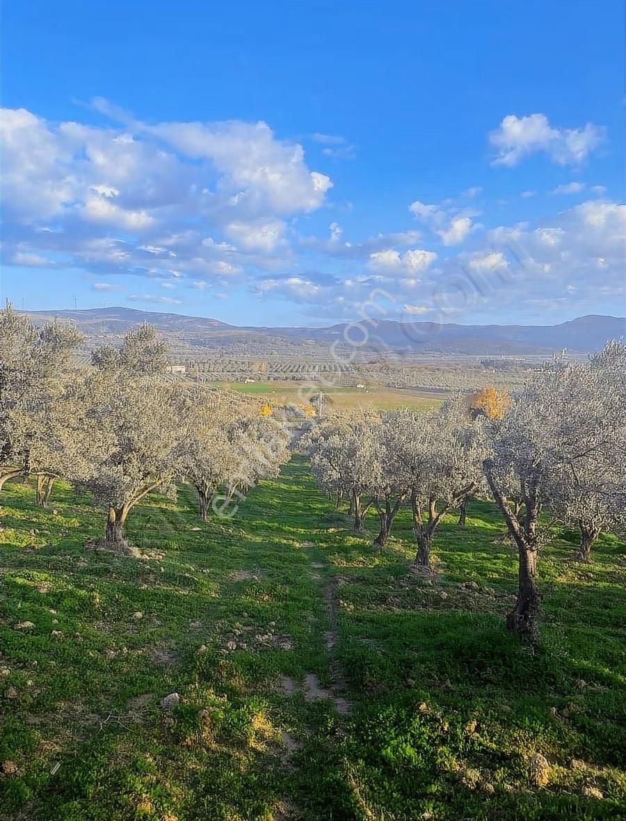 Manisa Kırkağaç Alacalarda 8.870 M² Trilye Zeytinlik | 330 Ağaç - Görsel 5