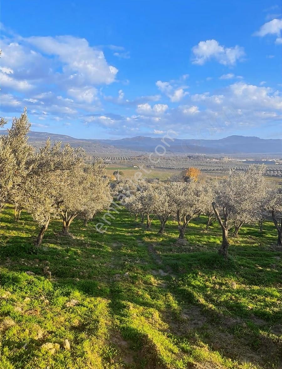 Manisa Kırkağaç Alacalarda 8.870 M² Trilye Zeytinlik | 330 Ağaç - Görsel 13