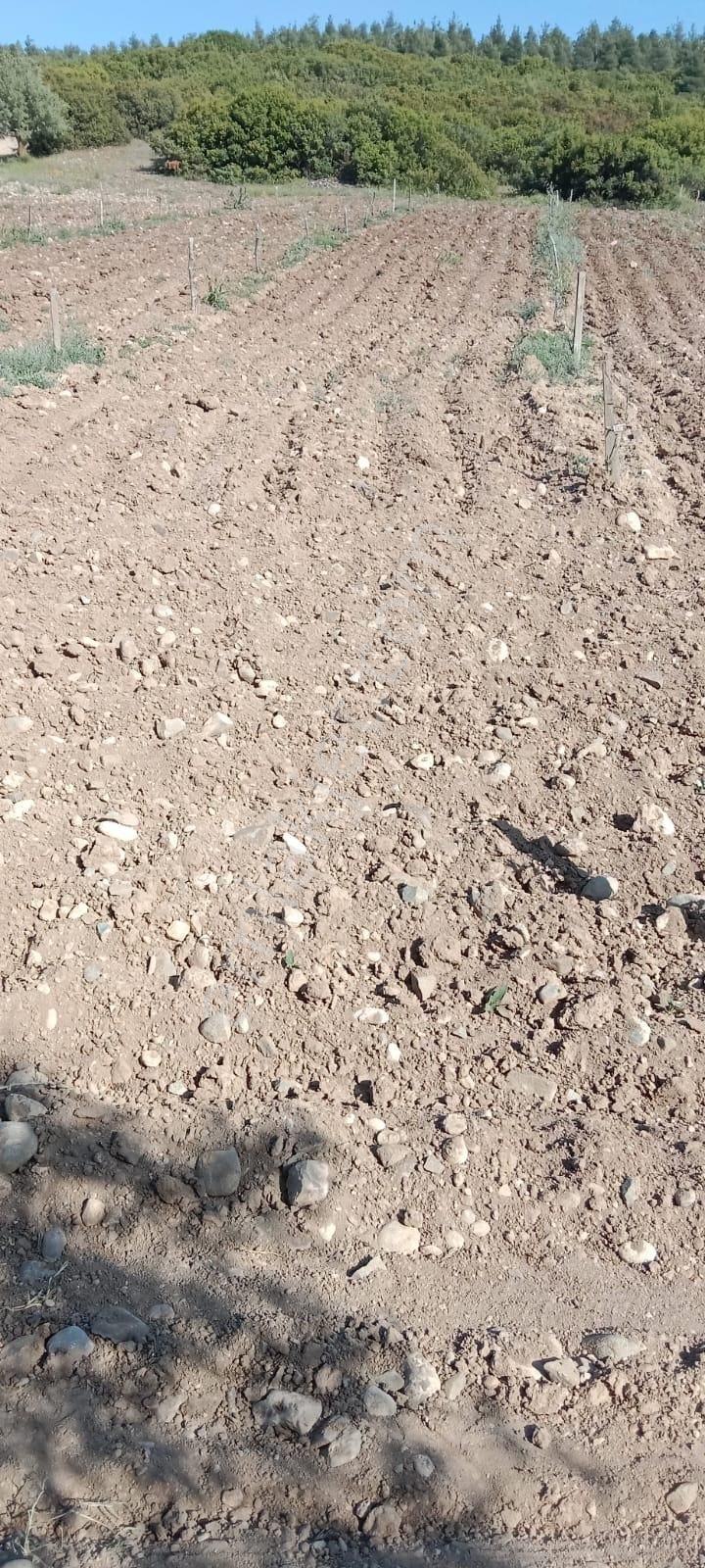 Honaz Yokuşbaşında 5000m2 Hazır Dikili Zeytinlik - Görsel 10