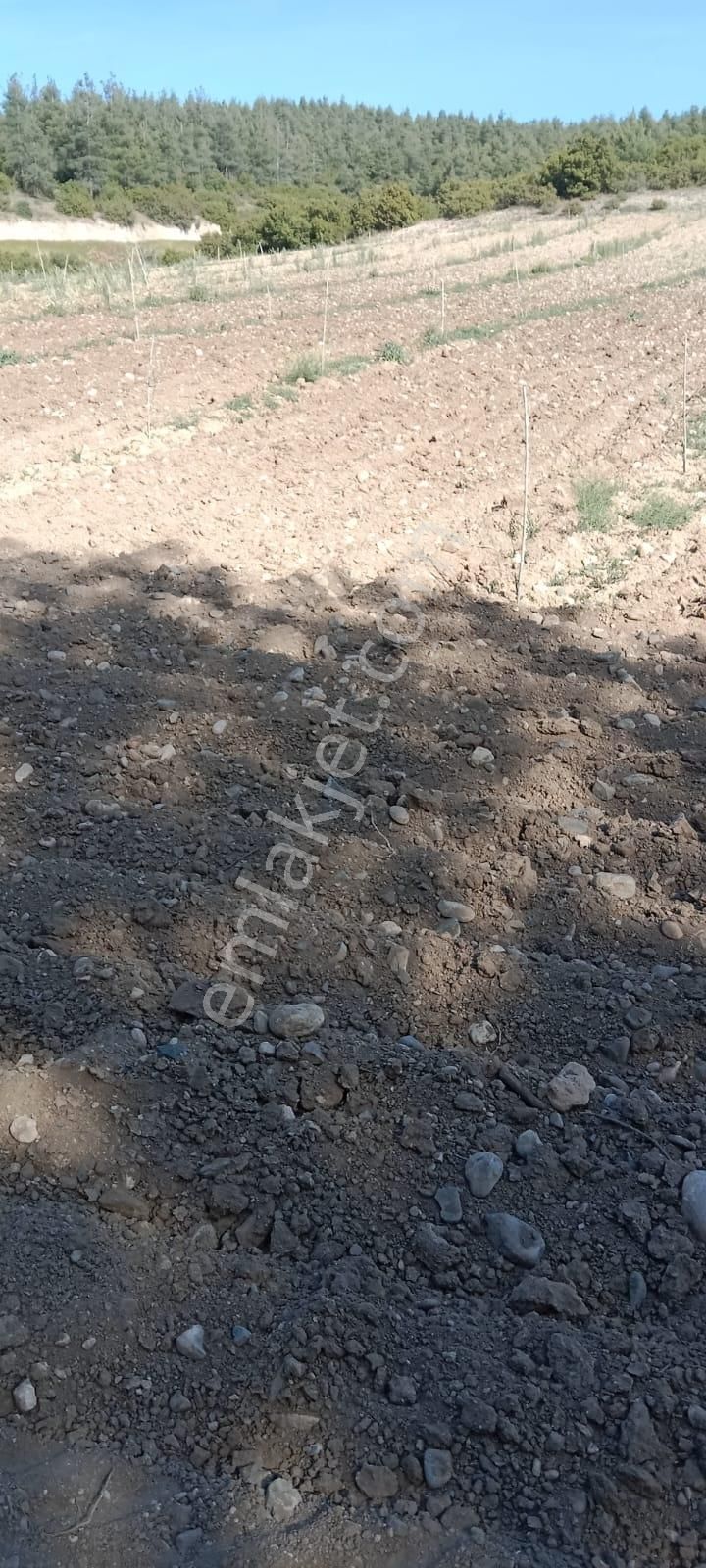 Honaz Yokuşbaşında 5000m2 Hazır Dikili Zeytinlik - Görsel 2
