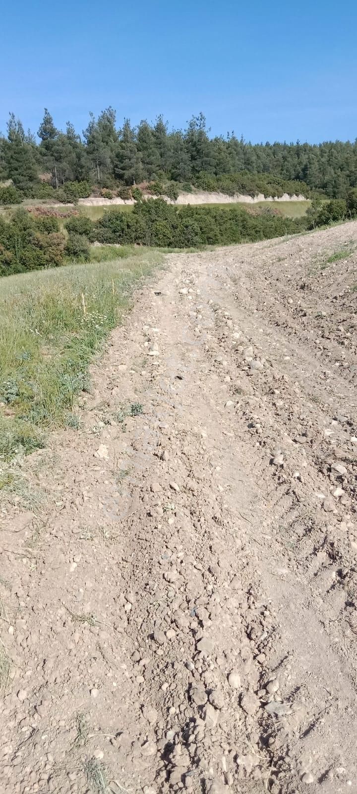 Honaz Yokuşbaşında 5000m2 Hazır Dikili Zeytinlik - Görsel 4