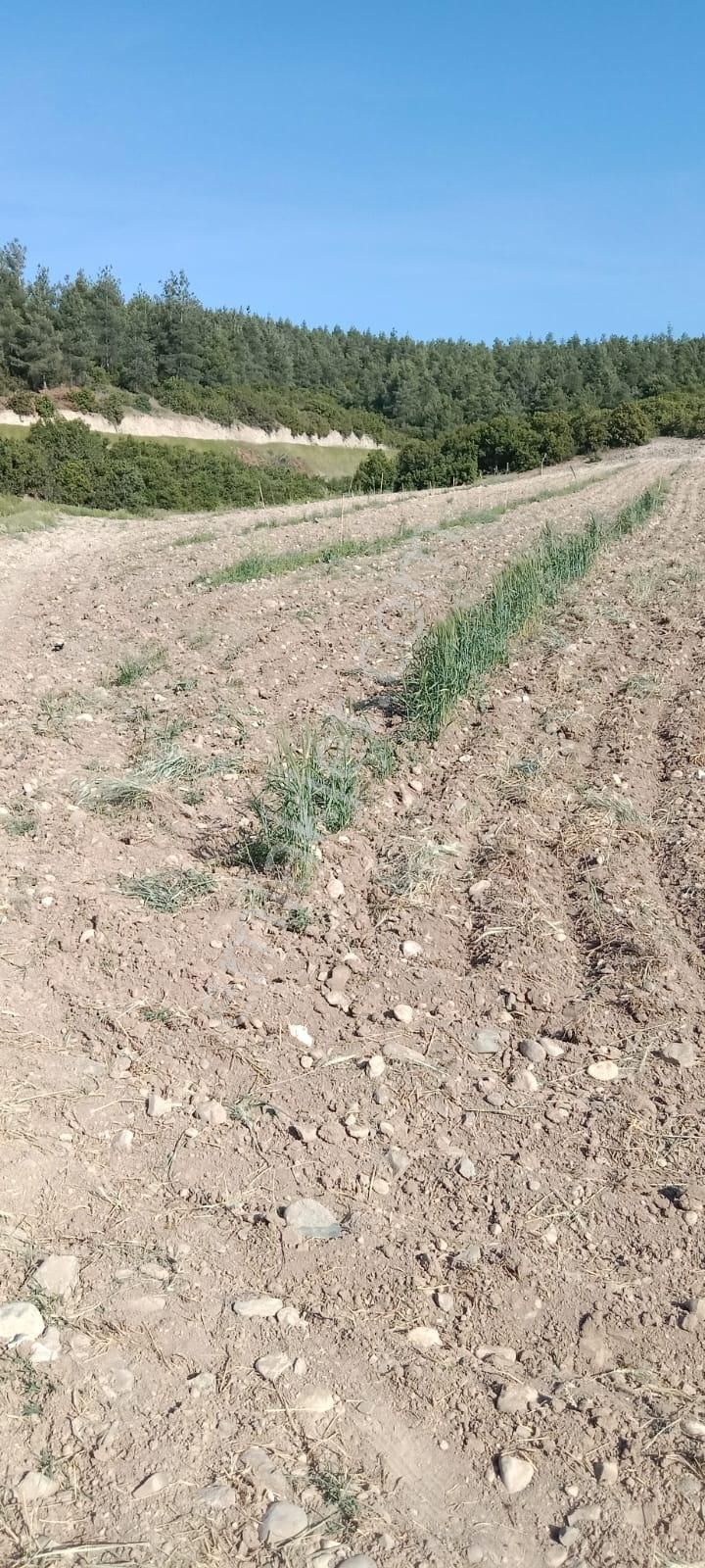 Honaz Yokuşbaşında 5000m2 Hazır Dikili Zeytinlik - Görsel 8