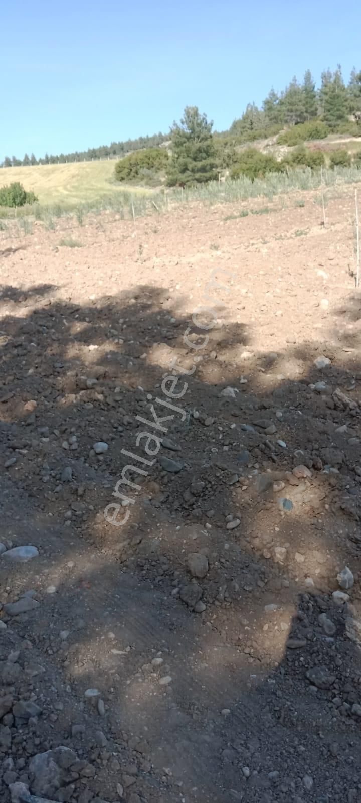 Honaz Yokuşbaşında 5000m2 Hazır Dikili Zeytinlik - Görsel 11