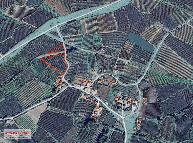 Çarşamba A.esenli Mh Köy İçi İmar İçinde Bakımlı Fındık Bahçesi - Görsel 13