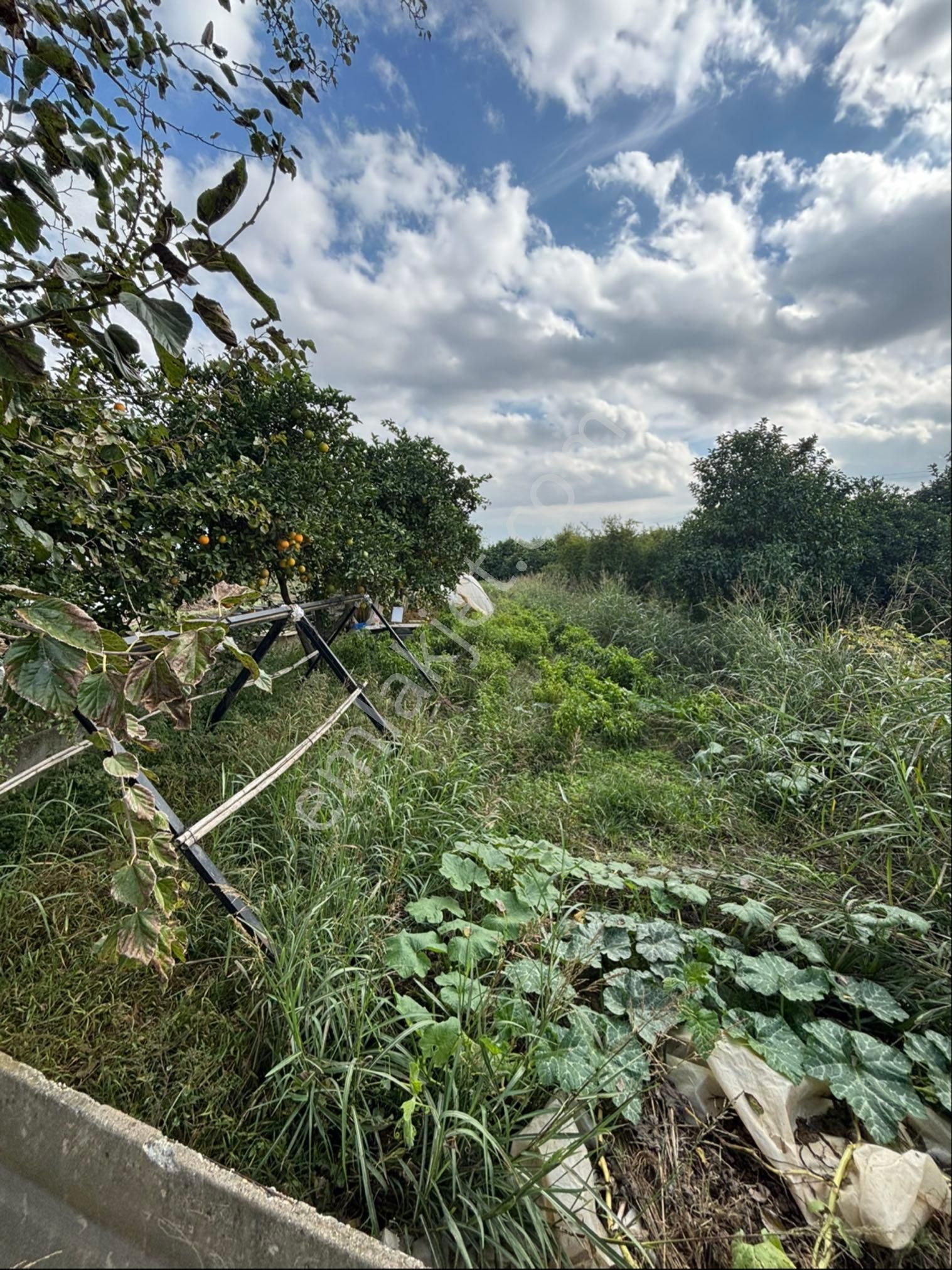 Sezgin Emlak Dan Aydın Nazilli Hamzalı Köy İmarı Dibinde Satılık Sebze Bahçesi - Görsel 3