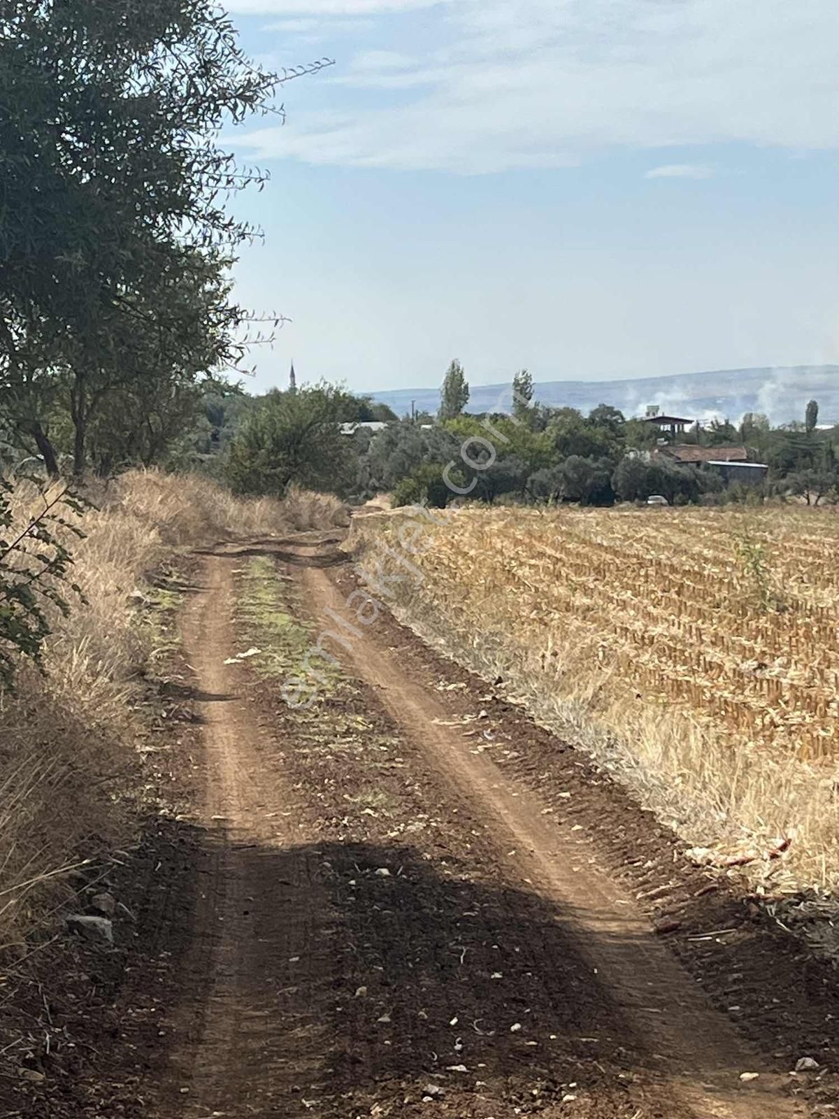 Karacabey Dağkadı Köyünde Satılık Zeytinlik - Görsel 15