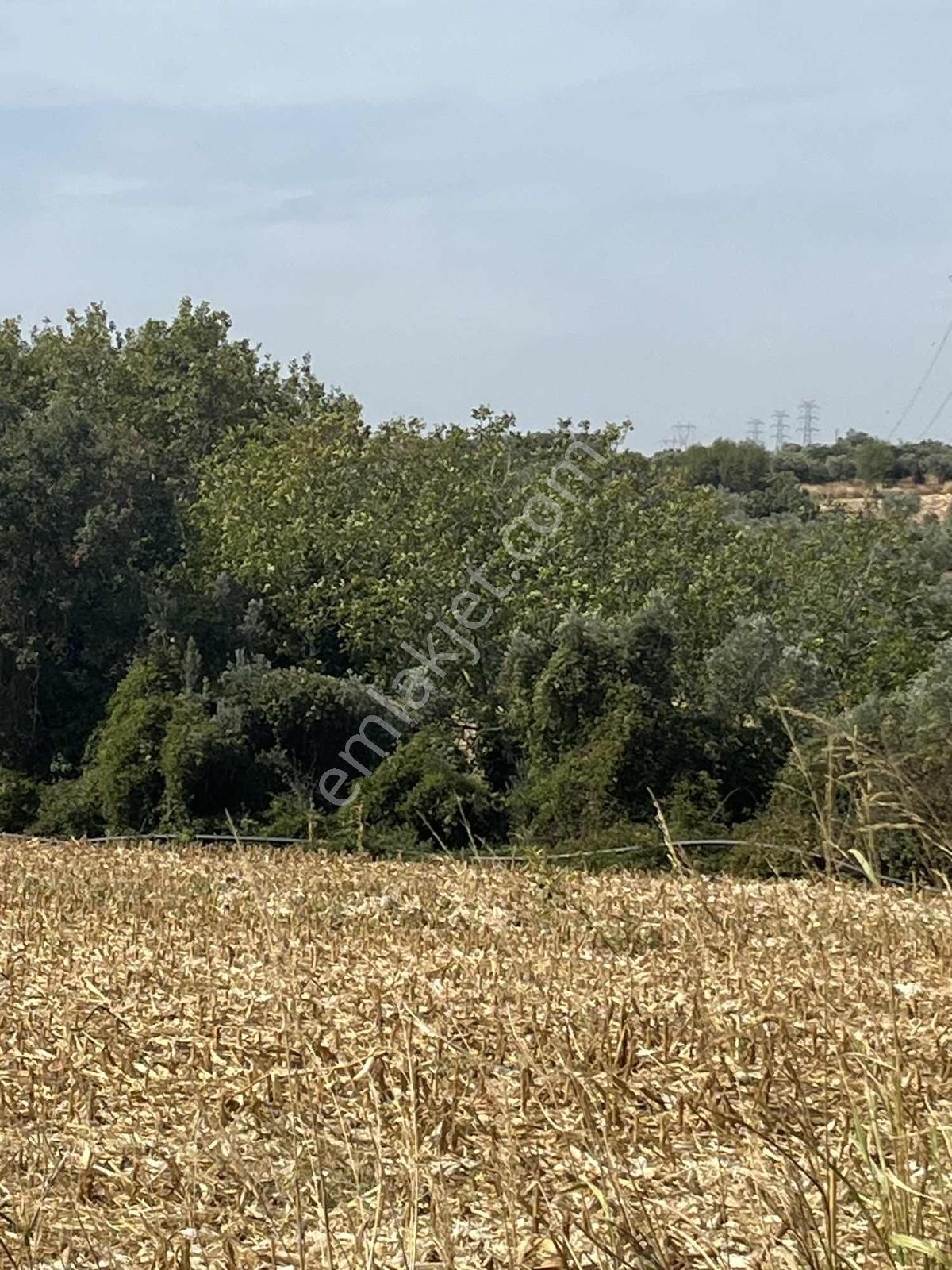 Karacabey Dağkadı Köyünde Satılık Zeytinlik - Görsel 9