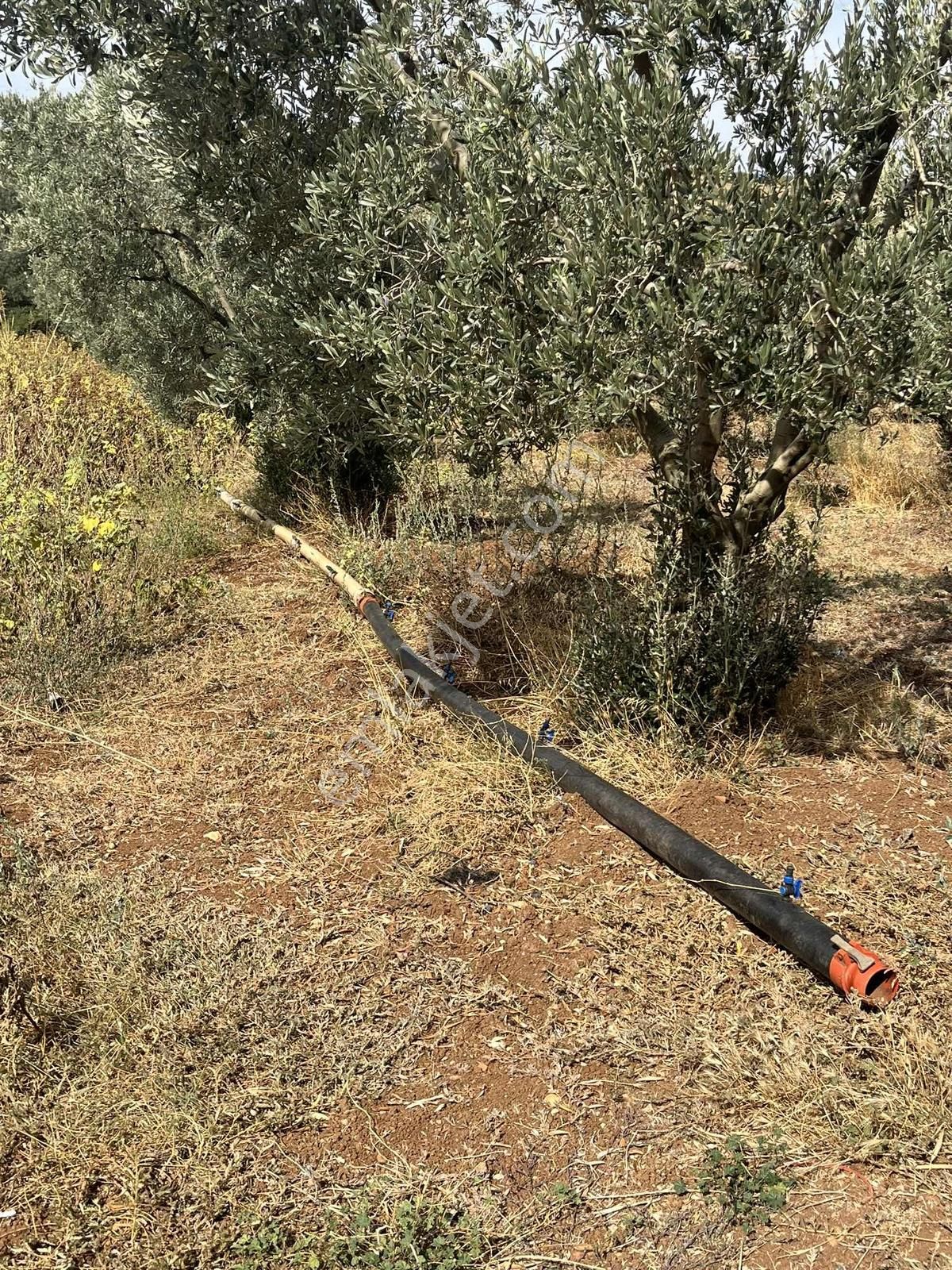 Karacabey Dağkadı Köyünde Satılık Zeytinlik - Görsel 18
