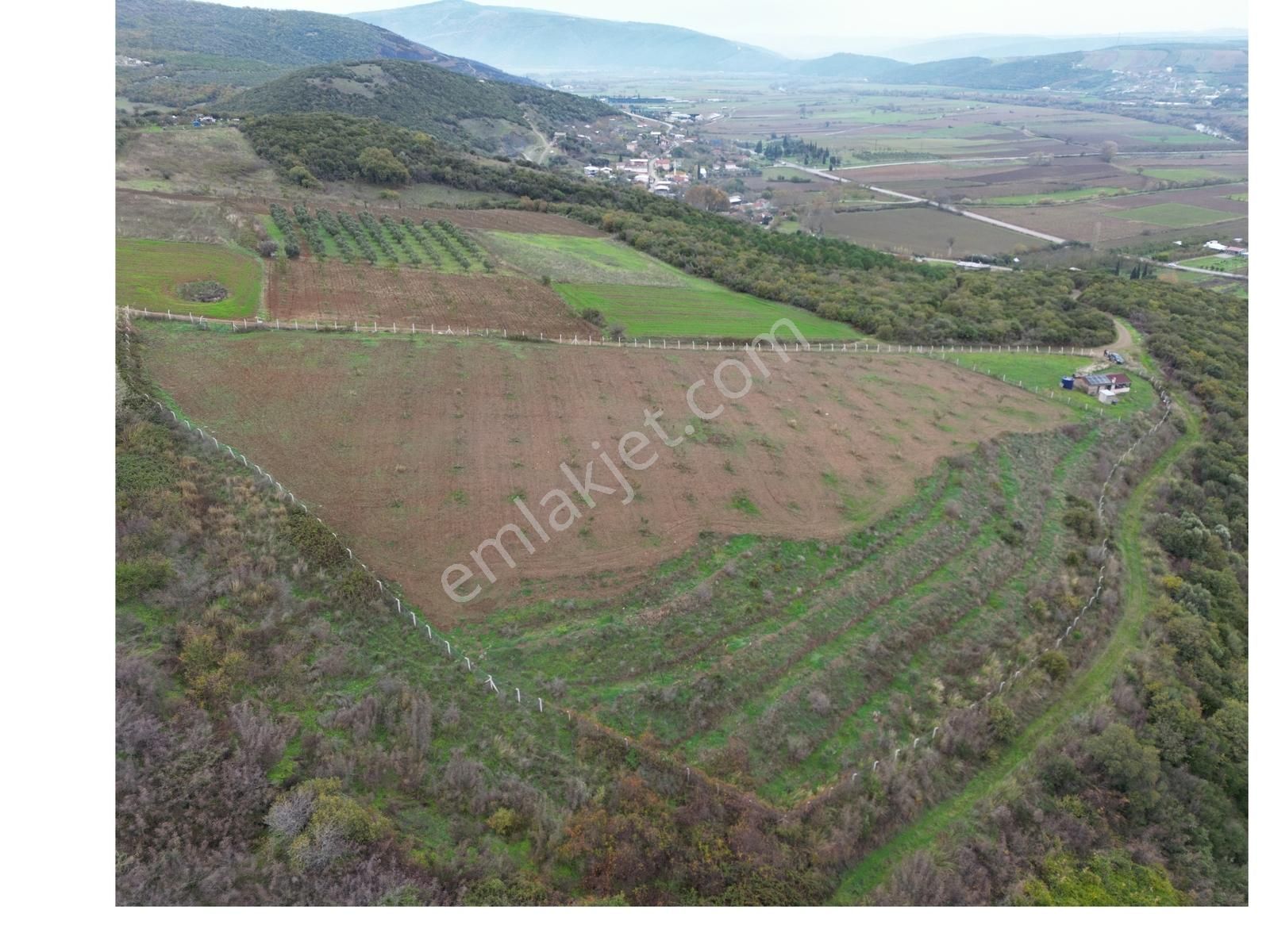 Karacabey Akçasusurluk Satılık Ceviz Bahçesi - Görsel 4