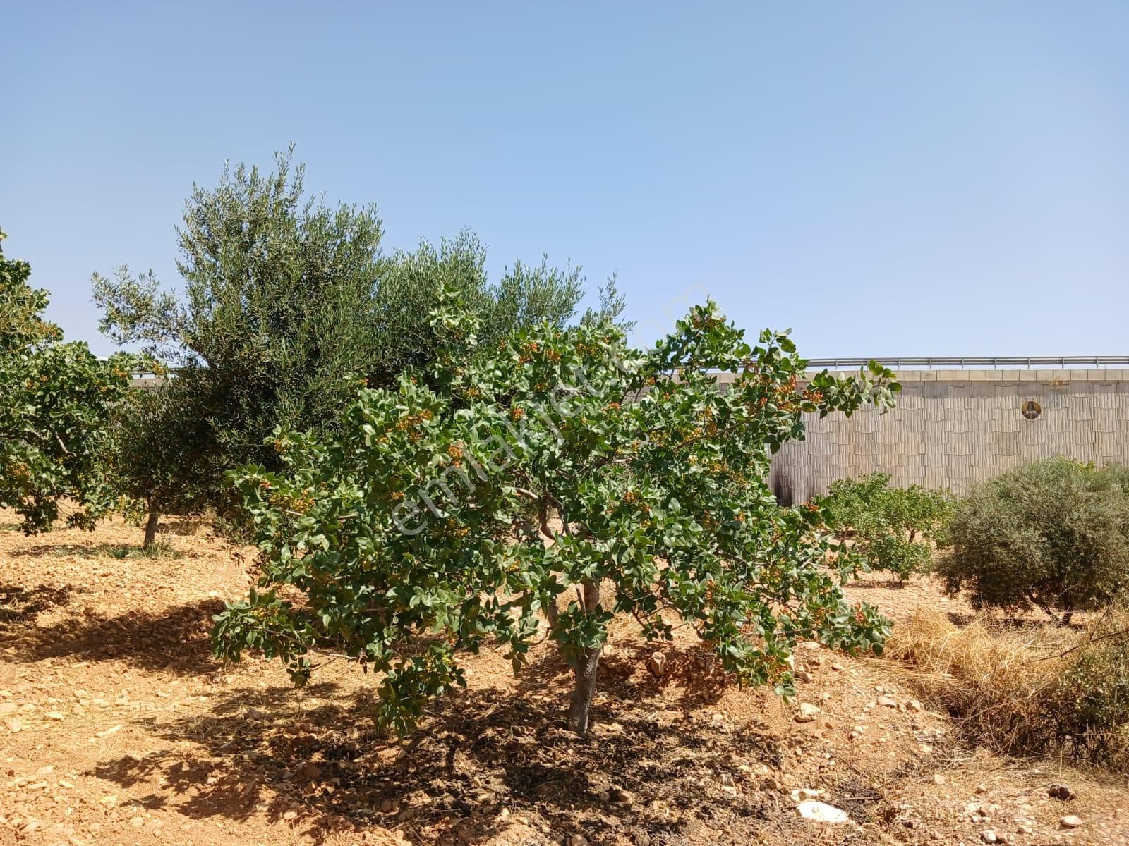 Satılık Fıstık Ve Zeytin Ağaçlı, Ana Yola Yakın Verimli Arazi - Görsel 8