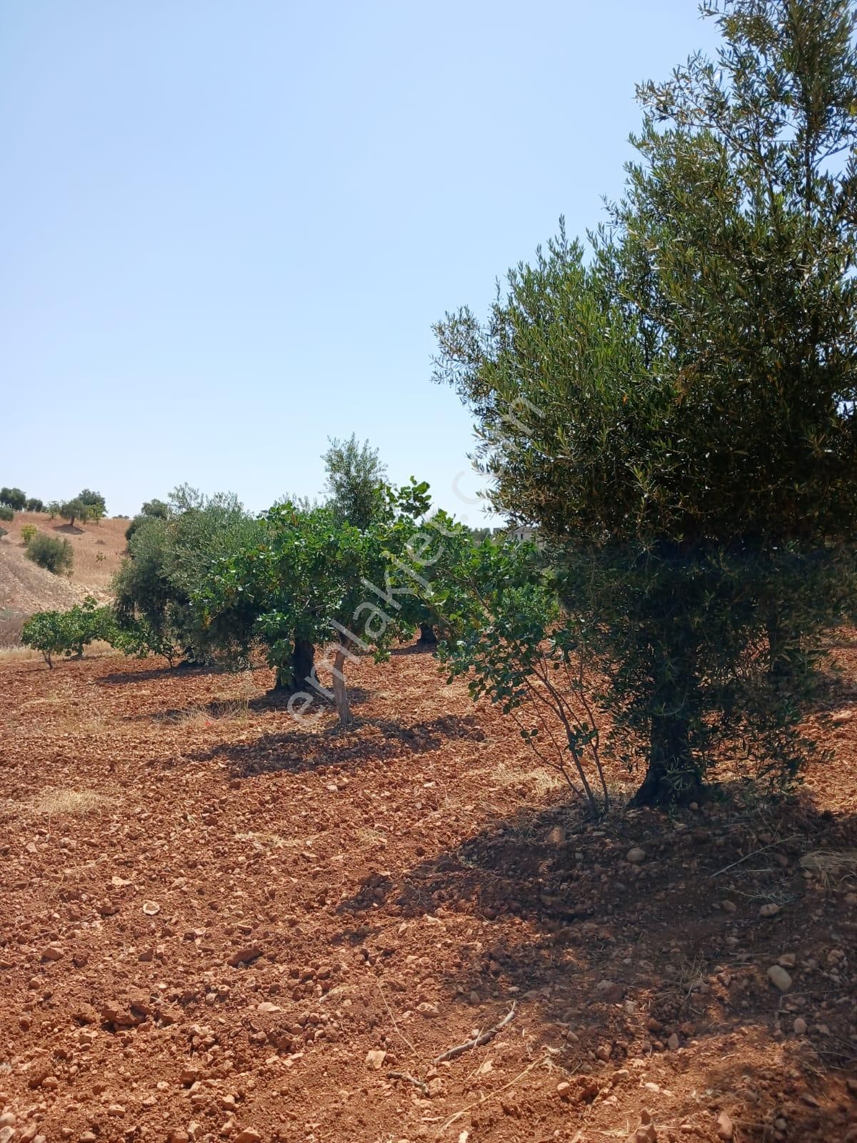 Satılık Fıstık Ve Zeytin Ağaçlı, Ana Yola Yakın Verimli Arazi - Görsel 10