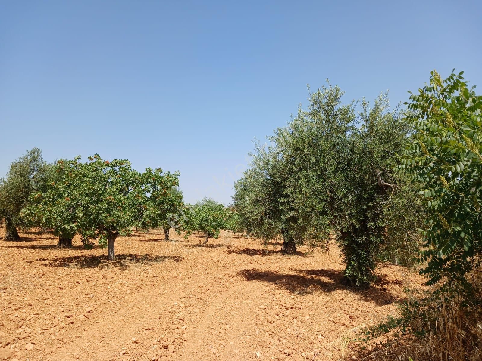 Satılık Fıstık Ve Zeytin Ağaçlı, Ana Yola Yakın Verimli Arazi - Görsel 11