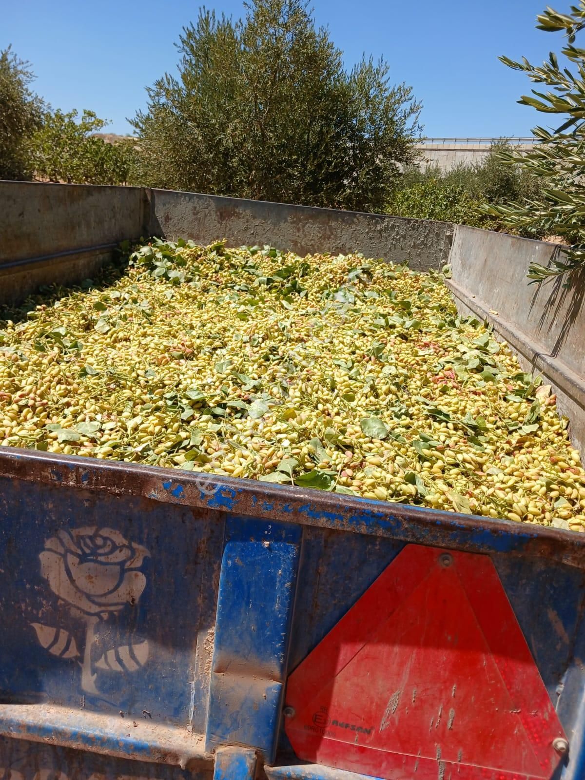 Satılık Fıstık Ve Zeytin Ağaçlı, Ana Yola Yakın Verimli Arazi - Görsel 3