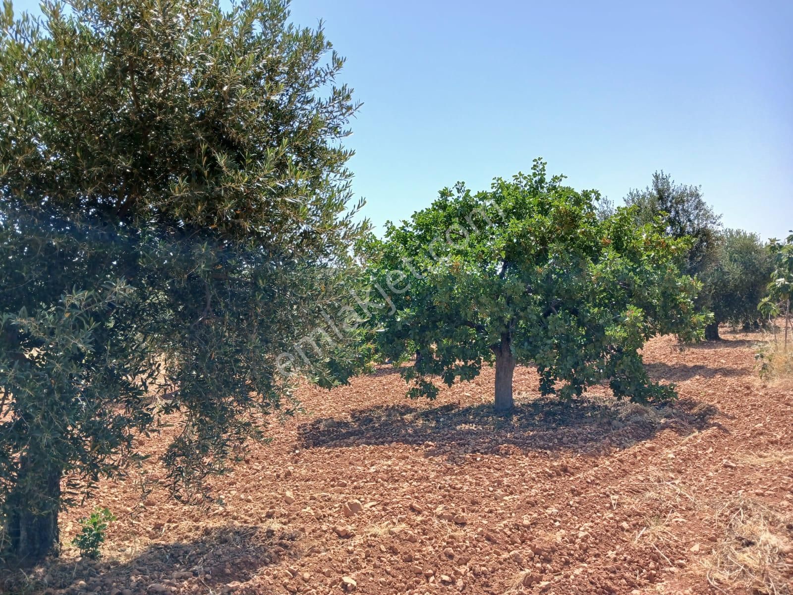 Satılık Fıstık Ve Zeytin Ağaçlı, Ana Yola Yakın Verimli Arazi - Görsel 5